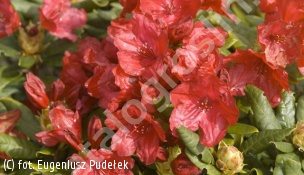 różanecznik 'Pumuckl' - Rhododendron 'Pumuckl' 