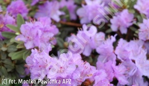 różanecznik 'Ramapo' - Rhododendron 'Ramapo' 