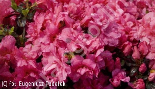azalia 'Rokoko' - Rhododendron 'Rokoko' 
