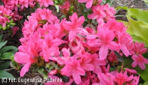 azalia 'Rosalind' - Rhododendron 'Rosalind' 