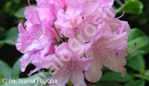 różanecznik 'Roseum Elegans' - Rhododendron 'Roseum Elegans' 