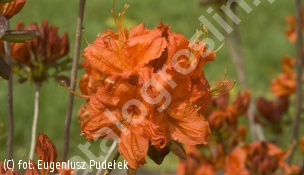 azalia 'Royal Command' - Rhododendron 'Royal Command' 
