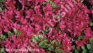 azalia 'Rubinstern' - Rhododendron 'Rubinstern' 