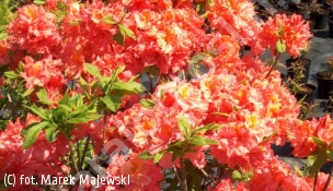 azalia 'Sarina' - Rhododendron 'Sarina' 