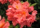 azalia 'Sarina' - Rhododendron 'Sarina' 