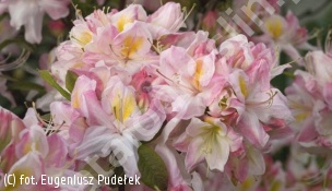 azalia 'Satomi' - Rhododendron 'Satomi' 