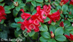 różanecznik 'Scarlet Wonder' - Rhododendron 'Scarlet Wonder' 