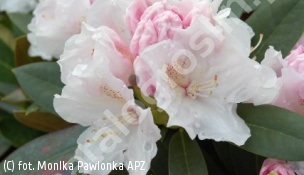 różanecznik 'Schneekrone' - Rhododendron 'Schneekrone' 