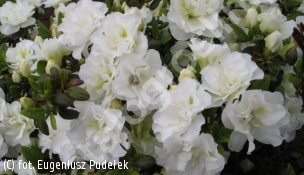 azalia SCHNEEPERLE 'Hachschnee' - Rhododendron SCHNEEPERLE 'Hachschnee' 