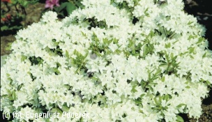 azalia 'Schneewittchen' - Rhododendron 'Schneewittchen' 