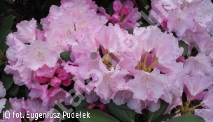 różanecznik 'Silberwolke' - Rhododendron 'Silberwolke' 