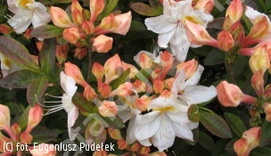 azalia 'Silver Slipper' - Rhododendron 'Silver Slipper' 