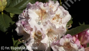 różanecznik 'Simona' - Rhododendron 'Simona' 