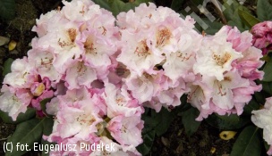 różanecznik 'Simona' - Rhododendron 'Simona' 