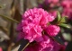 różanecznik 'Staccato' - Rhododendron 'Staccato' 