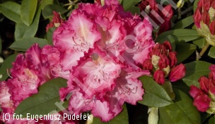 różanecznik 'Sternzauber' - Rhododendron 'Sternzauber' 