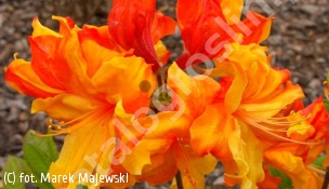 azalia 'Sunte Nectarine' - Rhododendron 'Sunte Nectarine' 