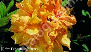 azalia 'Sunte Nectarine' - Rhododendron 'Sunte Nectarine' 