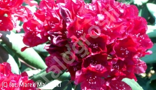 różanecznik 'Torero' - Rhododendron 'Torero' 
