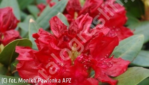 różanecznik 'Torero' - Rhododendron 'Torero' 