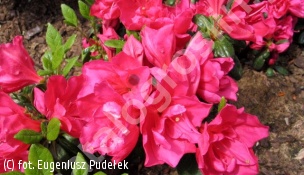 azalia 'Tornella' - Rhododendron 'Tornella' 