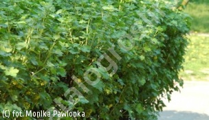 porzeczka alpejska 'Schmidt' - Ribes alpinum 'Schmidt' 