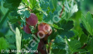 agrest 'Czerwony Triumf' - Ribes uva-crispa 'Czerwony Triumf' 