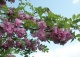 robinia szczeciniasta - Robinia hispida 
