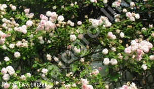 róża 'Albertine' - Rosa 'Albertine' 