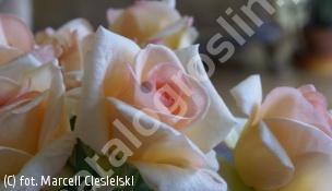 róża 'Apricot Nectar' - Rosa 'Apricot Nectar' 
