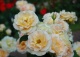 róża 'Apricot Nectar' - Rosa 'Apricot Nectar' 