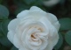 róża ASPIRIN ROSE 'Taniripsa' - Rosa ASPIRIN ROSE 'Taniripsa' PBR