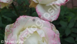 róża ATHENA 'Rühkor' - Rosa ATHENA 'Rühkor' 