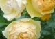 róża CHARLES AUSTIN 'Ausfather' - Rosa CHARLES AUSTIN 'Ausfather' 