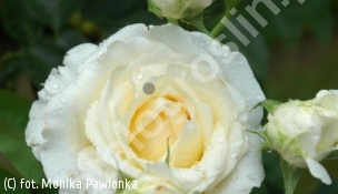 róża 'Chopin' - Rosa 'Chopin' 