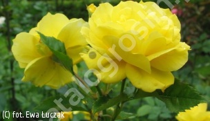 róża FRIESIA 'Korresia' - Rosa FRIESIA 'Korresia' 