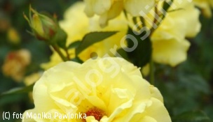 róża FRIESIA 'Korresia' - Rosa FRIESIA 'Korresia' 