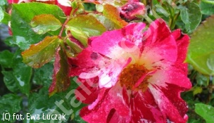 róża 'Hanabi' - Rosa 'Hanabi' 