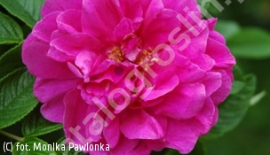róża 'Hansa' - Rosa 'Hansa' 