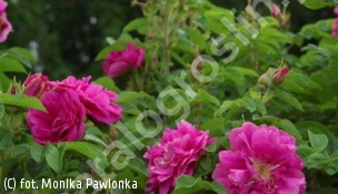 róża 'Hansa' - Rosa 'Hansa' 