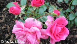 róża MIRATO 'Tanotax' - Rosa MIRATO 'Tanotax' PBR