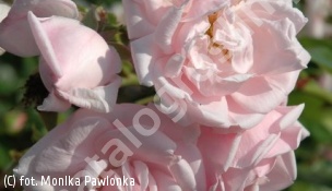 róża 'New Dawn' - Rosa 'New Dawn' 
