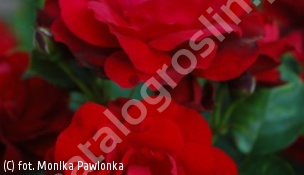 róża 'Nina Weibull' - Rosa 'Nina Weibull' 