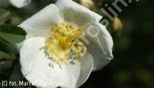 róża gęstokolczasta - Rosa pimpinellifolia 