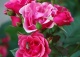 róża ROSARIUM UETERSEN 'Kortersen' - Rosa ROSARIUM UETERSEN 'Kortersen' 