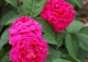 róża 'Rose de Rescht' - Rosa 'Rose de Rescht' 
