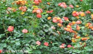 róża 'Rumba' - Rosa 'Rumba' 