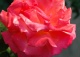 róża TROIKA 'Poultroi' - Rosa TROIKA 'Poultroi' 