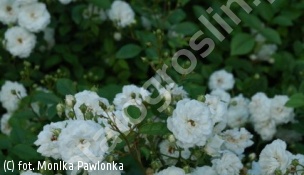 róża 'White Fairy' - Rosa 'White Fairy' 