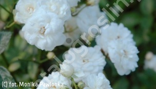 róża 'White Fairy' - Rosa 'White Fairy' 